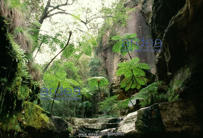 : Queensland, AUSTRALIA : Queensland, AUSTRALIA