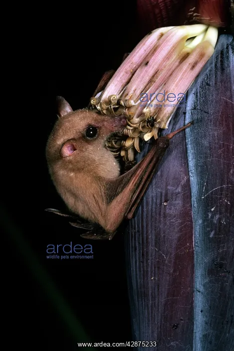 : Queensland Blossom Bat - feeding on banana flower : Queensland Blossom Bat - feeding on banana flower