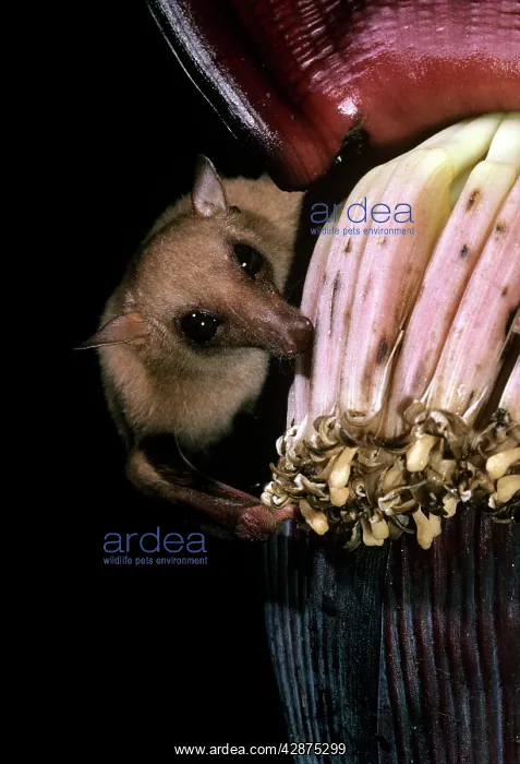 : Queensland Blossom Bat - feeding on banana flower : Queensland Blossom Bat - feeding on banana flower