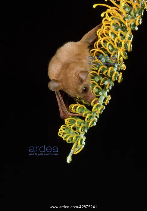 : Queensland Blossom BAT - feeding on nectar of Grevillea : Queensland Blossom BAT - feeding on nectar of Grevillea