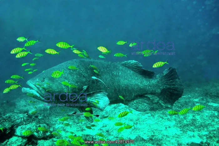 : Queensland / Giant Grouper - largest Indopacific : Queensland / Giant Grouper - largest Indopacific