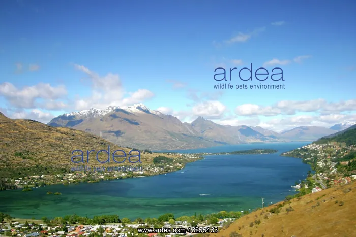 : Queenstown, New Zealand. A helicopter ride : Queenstown, New Zealand. A helicopter ride