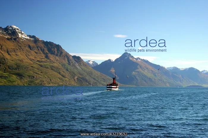 : Queenstown, New Zealand. Queenstown is situated : Queenstown, New Zealand. Queenstown is situated