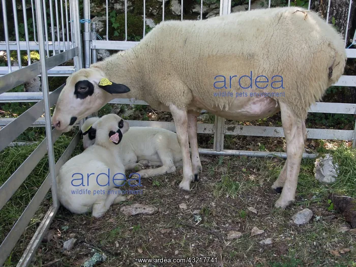 : Quercy sheep and lambs in pens - Museum Curzals France : Quercy sheep and lambs in pens - Museum Curzals France