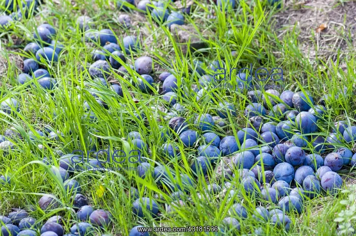 : Quetsches fallen at the foot of the tree in summer : Quetsches fallen at the foot of the tree in summer