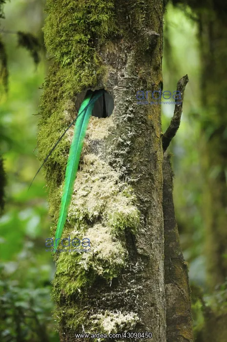 : Quetzal nesting : Quetzal nesting