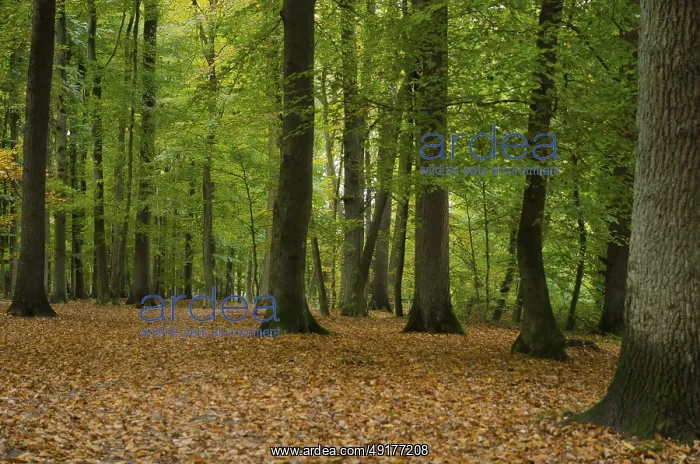 : Quiet forest in autumn with deciduous soil and green leaves on the trees : Quiet forest in autumn with deciduous soil and green leaves on the trees