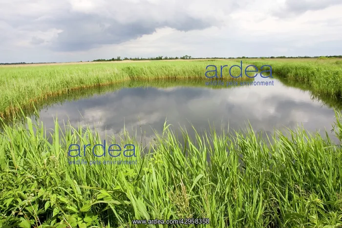 : Quiet pool in reedbeds : Quiet pool in reedbeds