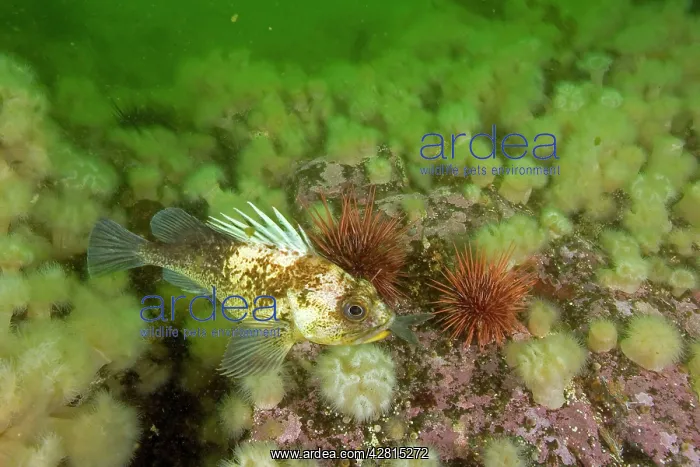 : Quillback rockfish Sebaster maliger with a fish in the mouth : Quillback rockfish Sebaster maliger with a fish in the mouth