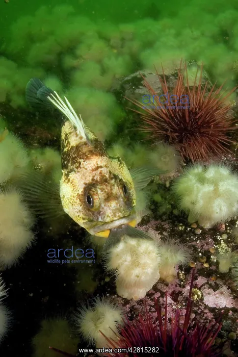 : Quillback rockfish Sebaster maliger with a fish in the mouth : Quillback rockfish Sebaster maliger with a fish in the mouth