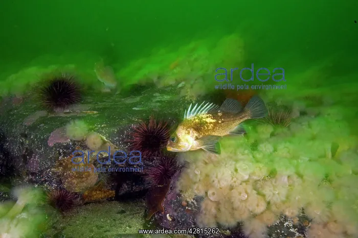 : Quillback rockfish Sebaster maliger Vancouver Island British : Quillback rockfish Sebaster maliger Vancouver Island British