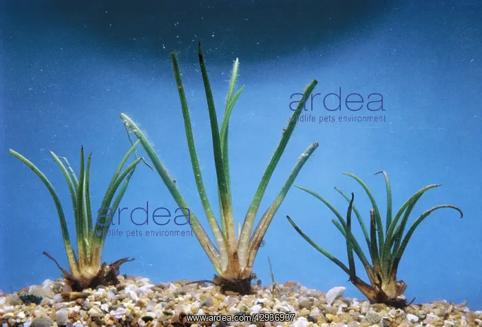  : Quillwort (Isoetes lacustris)