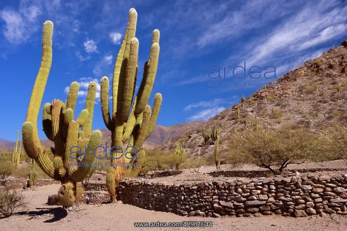 : Quilmes Ruins - giant Cardon cacti and remnants : Quilmes Ruins - giant Cardon cacti and remnants