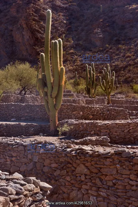 : Quilmes Ruins - remnants of prehispanic Ruinas : Quilmes Ruins - remnants of prehispanic Ruinas