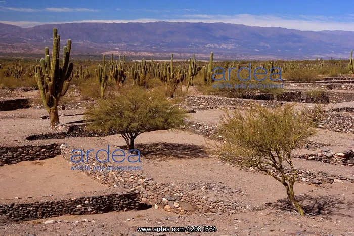 : Quilmes Ruins - remnants of prehispanic Ruinas : Quilmes Ruins - remnants of prehispanic Ruinas