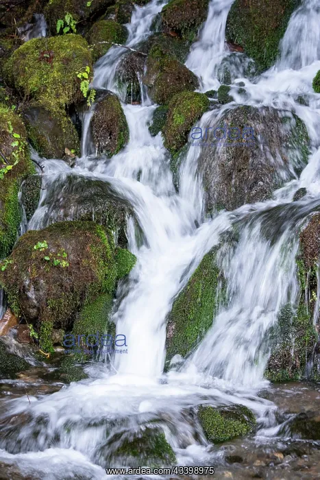 : Quinault, Washington State, USA. Bunch Creek Falls : Quinault, Washington State, USA. Bunch Creek Falls
