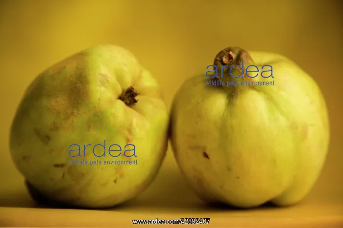  : Quince - two