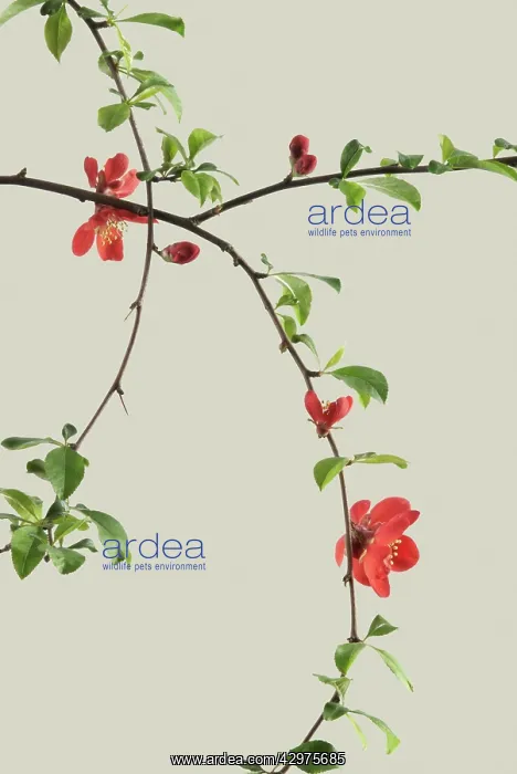 : Quince, Chaenomeles japonica : Quince, Chaenomeles japonica