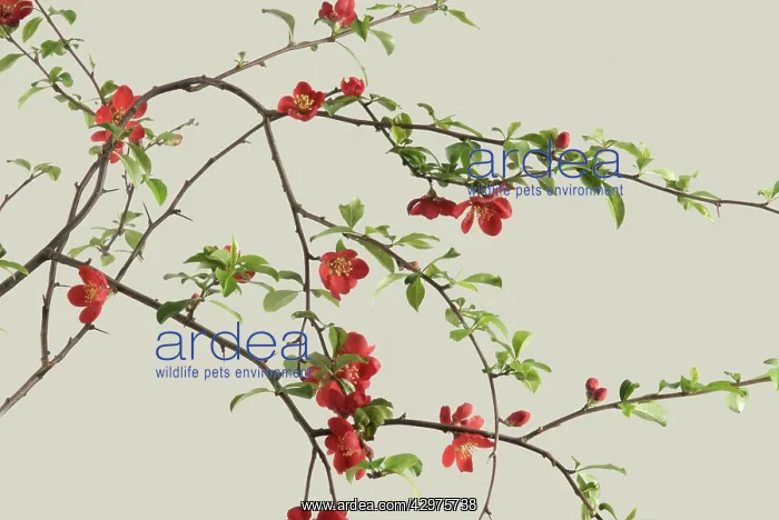 : Quince, Chaenomeles japonica : Quince, Chaenomeles japonica
