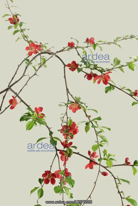 : Quince, Chaenomeles japonica : Quince, Chaenomeles japonica