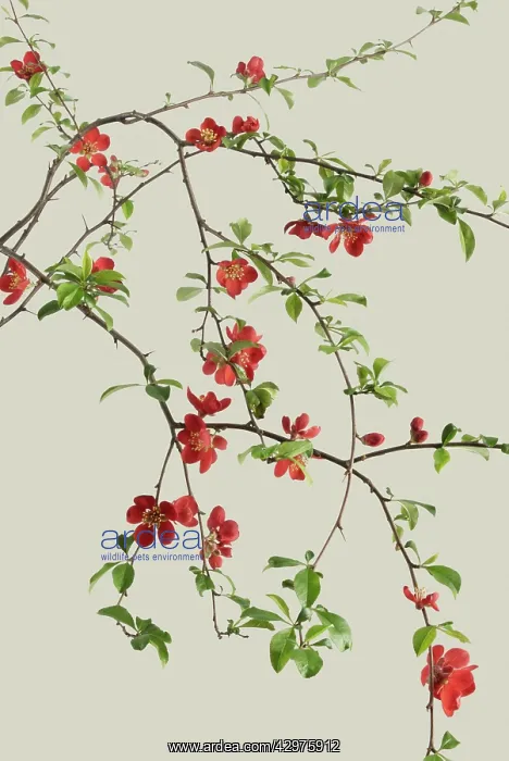 : Quince, Chaenomeles japonica : Quince, Chaenomeles japonica
