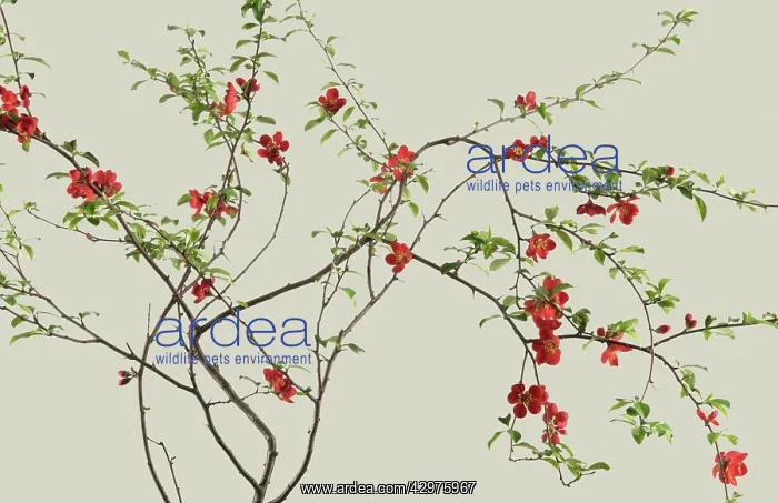 : Quince, Chaenomeles japonica : Quince, Chaenomeles japonica