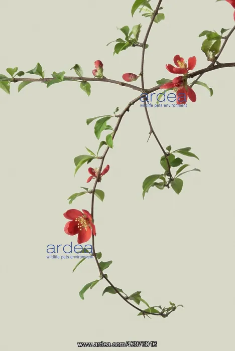 : Quince, Chaenomeles japonica : Quince, Chaenomeles japonica