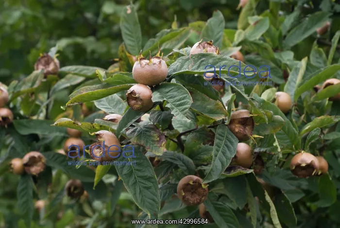 : Quince, Cydonia oblonga : Quince, Cydonia oblonga