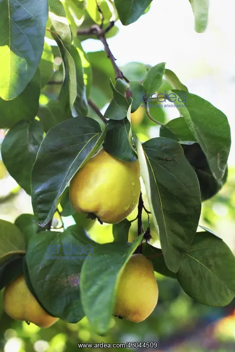 : Quince, Cydonia oblonga : Quince, Cydonia oblonga