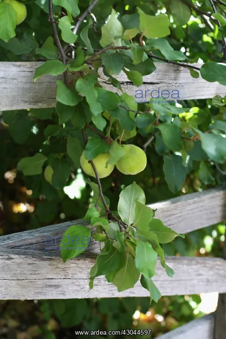 : Quince, Cydonia oblonga : Quince, Cydonia oblonga