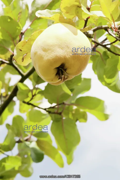 : Quince, Cydonia oblonga Bereczcki : Quince, Cydonia oblonga Bereczcki