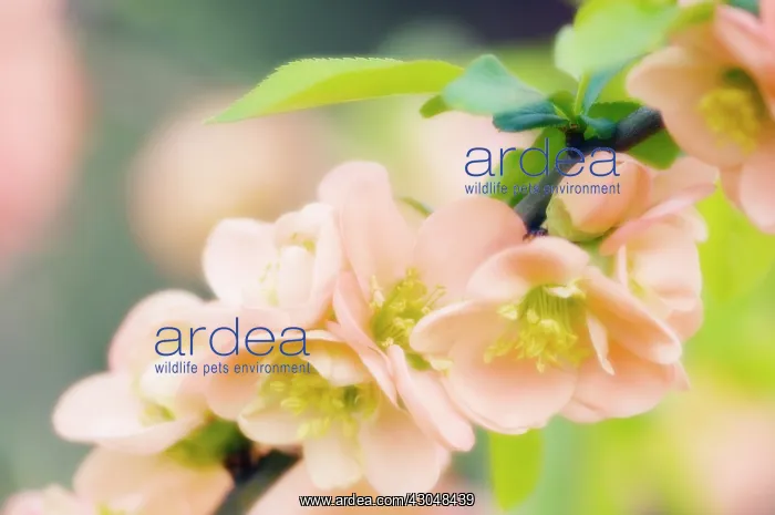 : Quince, Chaenomeles japonica : Quince, Chaenomeles japonica