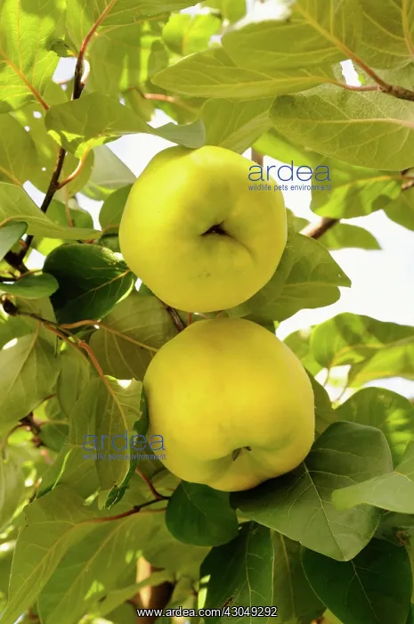 : Quince, Chaenomeles japonica : Quince, Chaenomeles japonica