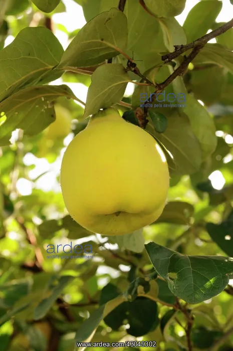 : Quince, Chaenomeles japonica : Quince, Chaenomeles japonica