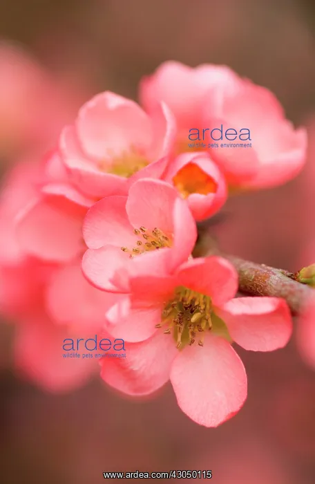 : Quince, Chaenomeles x superba Coral sea : Quince, Chaenomeles x superba Coral sea