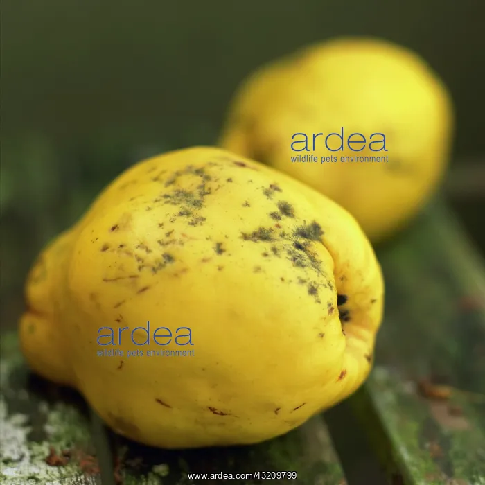 : Quince, Cydonia oblonga : Quince, Cydonia oblonga