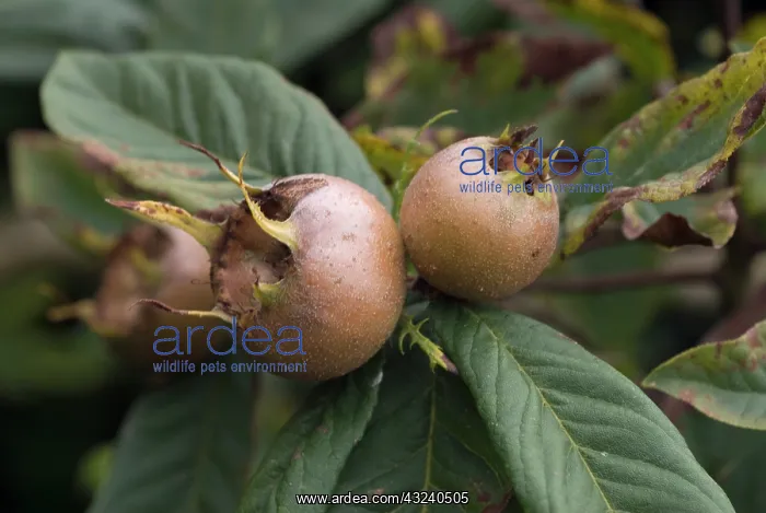 : Quince, Cydonia oblonga : Quince, Cydonia oblonga