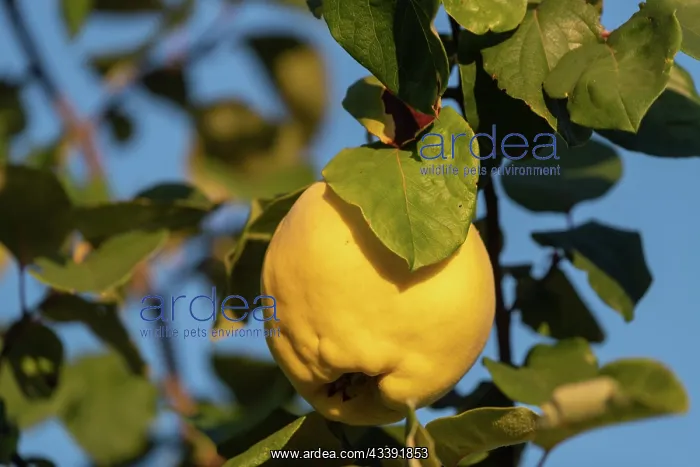 : QUINCE. France, Alsace, Bas-Rhin, Obernai, Coing, fruit du cognassier : QUINCE. France, Alsace, Bas-Rhin, Obernai, Coing, fruit du cognassier