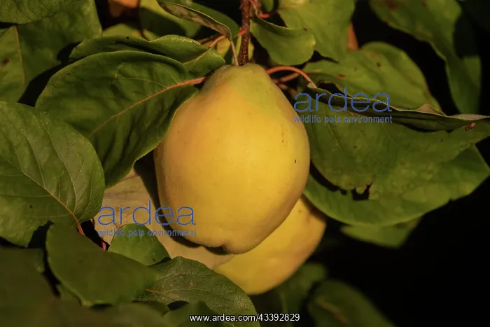 : QUINCE. France, Alsace, Bas-Rhin, Obernai, Coing, fruit du cognassier : QUINCE. France, Alsace, Bas-Rhin, Obernai, Coing, fruit du cognassier