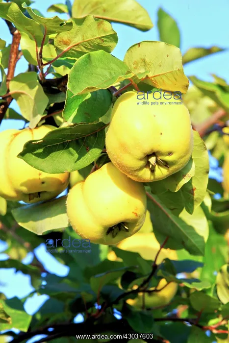 : Quince Bas Rhin France : Quince Bas Rhin France