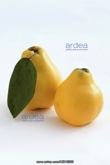 : Quince, Cydonia oblonga, Yellow subject, White background : Quince, Cydonia oblonga, Yellow subject, White background