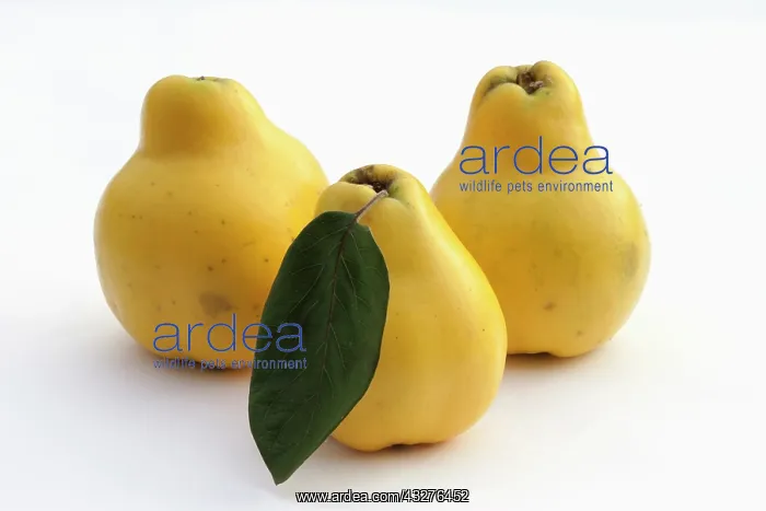 : Quince, Cydonia oblonga, Yellow subject, White background : Quince, Cydonia oblonga, Yellow subject, White background
