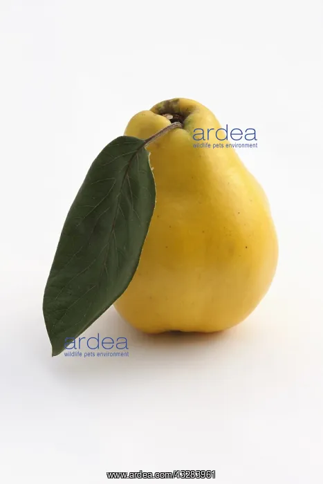 : Quince, Cydonia oblonga, Yellow subject, White background : Quince, Cydonia oblonga, Yellow subject, White background