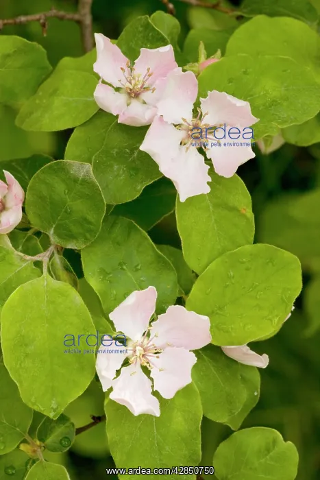 : Quince - in flower : Quince - in flower