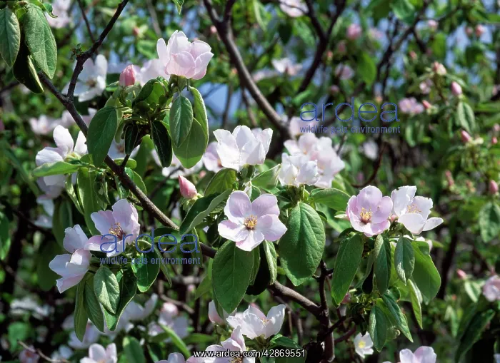 : Quince - in flower, edible fruit : Quince - in flower, edible fruit