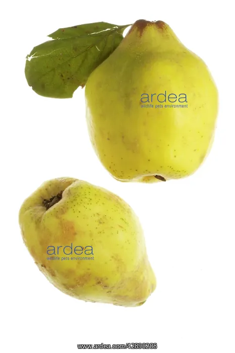  : Quince Fruit