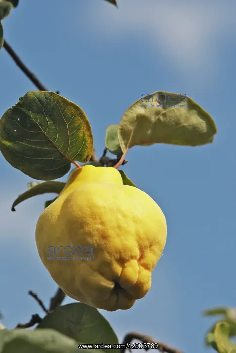 : Quince Fruit - edible : Quince Fruit - edible