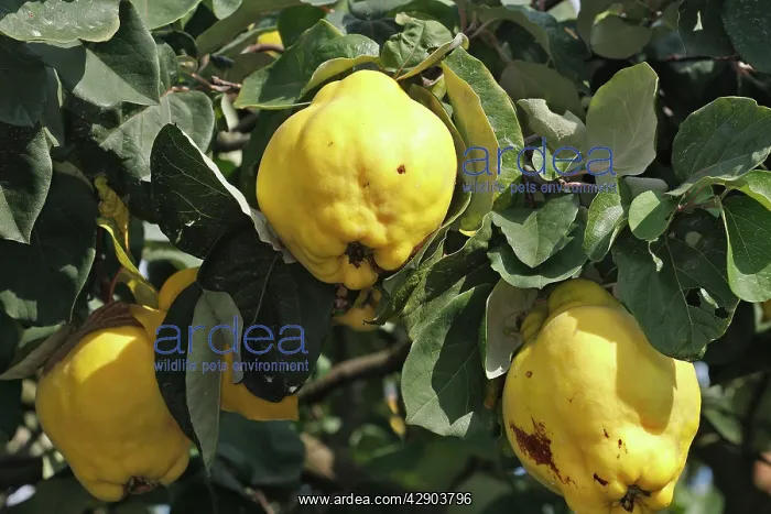 : Quince Fruit - edible : Quince Fruit - edible