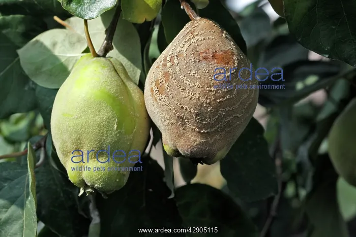  : Quince - with rot either Monillia fructigena or