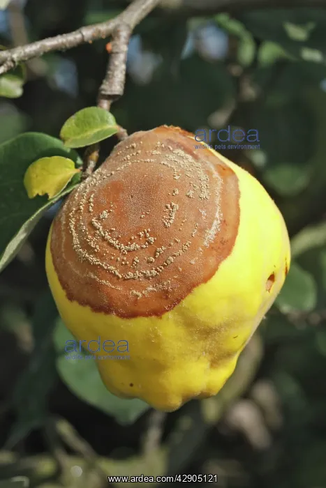  : Quince - with rot - either Monillia fructigena